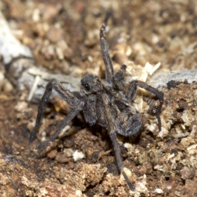 Lycosidae (family) (Unidentified wolf spider) at Majura, ACT - 29 Aug 2018 by jbromilow50