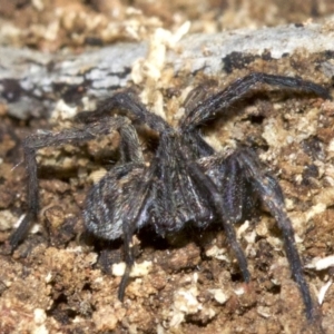 Lycosidae (family) at Majura, ACT - 29 Aug 2018