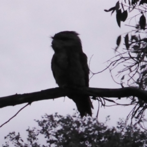 Podargus strigoides at Hughes, ACT - 28 Nov 2018 08:18 PM