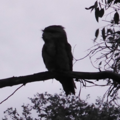 Podargus strigoides (Tawny Frogmouth) at Hughes, ACT - 28 Nov 2018 by JackyF