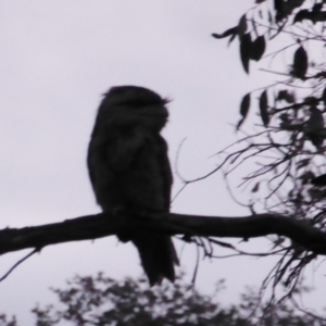 Podargus strigoides at Hughes, ACT - 28 Nov 2018