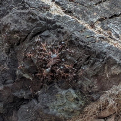 Papyrius nitidus (Shining Coconut Ant) at Red Hill, ACT - 26 Nov 2018 by JackyF