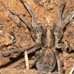 Tasmanicosa sp. (genus) (Unidentified Tasmanicosa wolf spider) at Ainslie, ACT - 24 Aug 2018 by jbromilow50