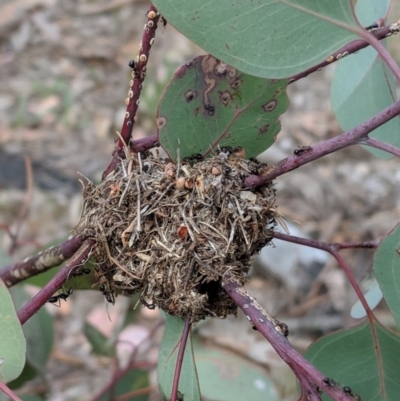 Papyrius nitidus (Shining Coconut Ant) at Red Hill, ACT - 26 Nov 2018 by JackyF