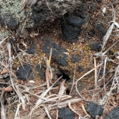 Papyrius nitidus (Shining Coconut Ant) at Red Hill, ACT - 26 Nov 2018 by JackyF