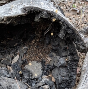 Papyrius nitidus at Red Hill, ACT - 27 Nov 2018