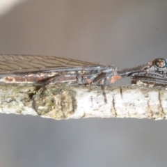 Mantispidae (family) (Unidentified mantisfly) at Aranda Bushland - 24 Nov 2018 by Harrisi