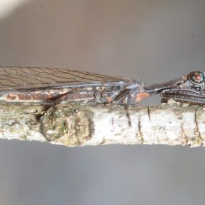 Mantispidae (family) (Unidentified mantisfly) at Dunlop, ACT - 25 Nov 2018 by Harrisi