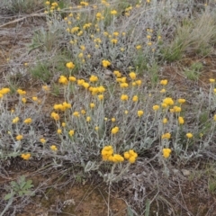 Chrysocephalum apiculatum (Common Everlasting) at Mitchell, ACT - 22 Nov 2018 by MichaelBedingfield