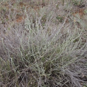 Calocephalus citreus at Mitchell, ACT - 22 Nov 2018