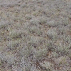 Calocephalus citreus at Mitchell, ACT - 22 Nov 2018