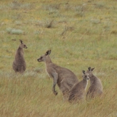 Macropus giganteus (Eastern Grey Kangaroo) at Crace Grasslands - 22 Nov 2018 by MichaelBedingfield