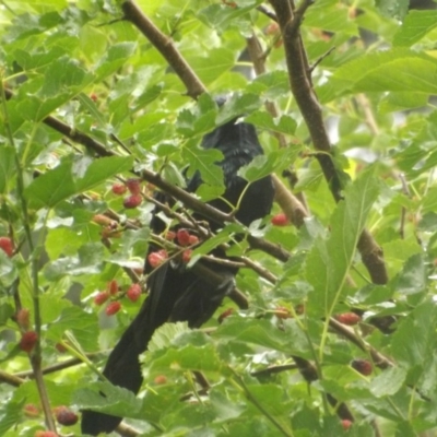 Eudynamys orientalis (Pacific Koel) at Curtin, ACT - 28 Nov 2018 by Valerate