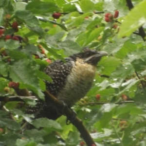 Eudynamys orientalis at Curtin, ACT - 28 Nov 2018