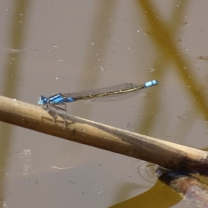 Ischnura heterosticta at Paddys River, ACT - 23 Oct 2018