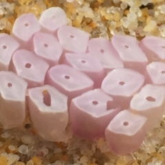 Dicathais orbita (Cartrut Shell ,The Sickly Purpurea) at Bermagui, NSW - 28 Nov 2018 by narelle