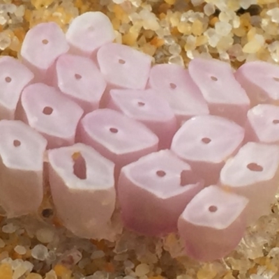 Dicathais orbita (Cartrut Shell ,The Sickly Purpurea) at Bermagui, NSW - 28 Nov 2018 by narelle