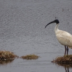 Threskiornis molucca (Australian White Ibis) at Fyshwick, ACT - 10 Oct 2018 by roymcd