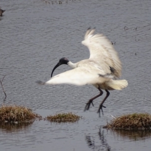 Threskiornis molucca at Fyshwick, ACT - 10 Oct 2018