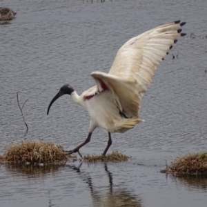 Threskiornis molucca at Fyshwick, ACT - 10 Oct 2018