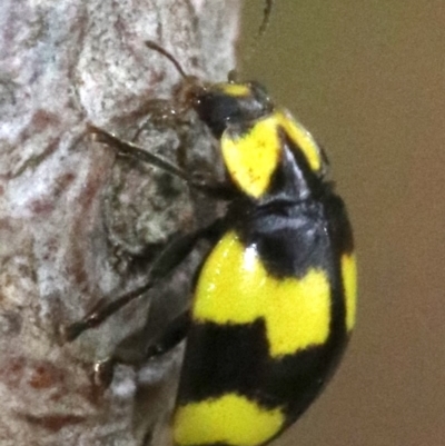 Illeis galbula (Fungus-eating Ladybird) at Ainslie, ACT - 28 Nov 2018 by jbromilow50