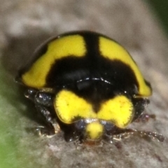 Illeis galbula at Ainslie, ACT - 28 Nov 2018 03:32 PM