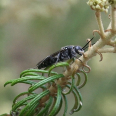 Pompilidae (family) (Unidentified Spider wasp) at Tura Beach, NSW - 23 Nov 2018 by StarHair