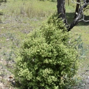 Pittosporum tenuifolium at Wamboin, NSW - 29 Nov 2018