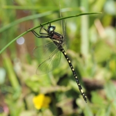 Synthemis eustalacta (Swamp Tigertail) at Coree, ACT - 19 Nov 2018 by KenT