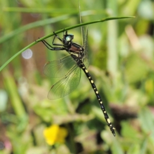 Synthemis eustalacta at Coree, ACT - 20 Nov 2018