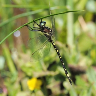 Synthemis eustalacta (Swamp Tigertail) at Coree, ACT - 19 Nov 2018 by KenT