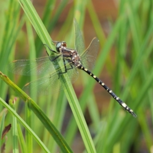 Synthemis eustalacta at Coree, ACT - 20 Nov 2018