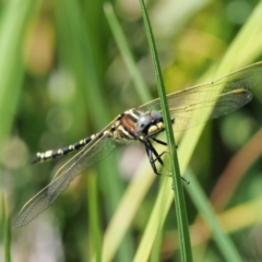 Synthemis eustalacta at Coree, ACT - 20 Nov 2018