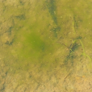 Spirogyra sp. at Coree, ACT - 20 Nov 2018 08:40 AM