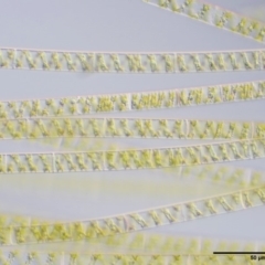 Spirogyra sp. at Coree, ACT - 20 Nov 2018 08:40 AM
