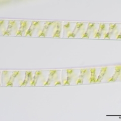 Spirogyra sp. at Coree, ACT - 20 Nov 2018 08:40 AM