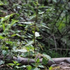 Urtica incisa (Stinging Nettle) at Cotter River, ACT - 26 Nov 2018 by KenT