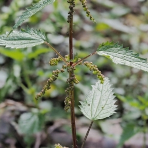 Urtica incisa at Cotter River, ACT - 26 Nov 2018