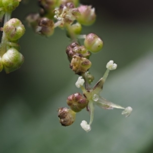 Urtica incisa at Cotter River, ACT - 26 Nov 2018