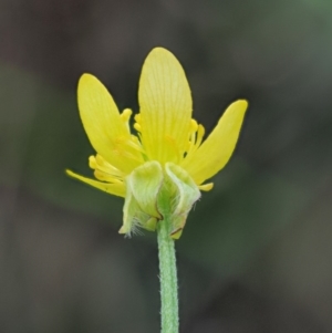 Ranunculus scapiger at Cotter River, ACT - 26 Nov 2018