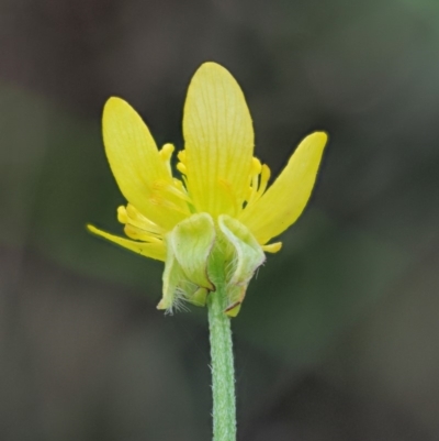 Ranunculus scapiger at Cotter River, ACT - 26 Nov 2018 by KenT