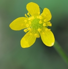 Ranunculus scapiger at Cotter River, ACT - 26 Nov 2018