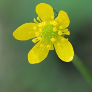 Ranunculus scapiger at Cotter River, ACT - 26 Nov 2018