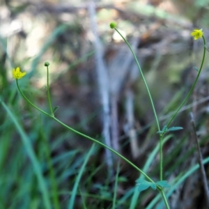 Ranunculus scapiger at Cotter River, ACT - 26 Nov 2018