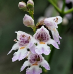 Prostanthera lasianthos (Victorian Christmas Bush) at Cotter River, ACT - 26 Nov 2018 by KenT