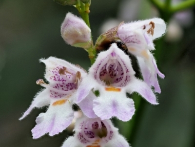 Prostanthera lasianthos (Victorian Christmas Bush) at Cotter River, ACT - 26 Nov 2018 by KenT