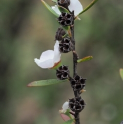 Gaudium brevipes at Cotter River, ACT - 26 Nov 2018