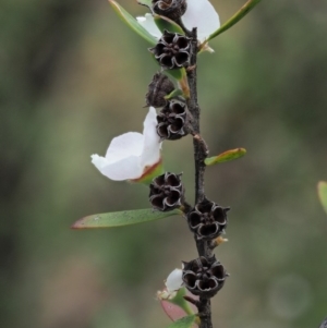 Gaudium brevipes at Cotter River, ACT - 26 Nov 2018 12:46 PM