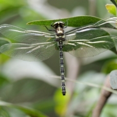 Eusynthemis guttata (Southern Tigertail) at Cotter River, ACT - 25 Nov 2018 by KenT