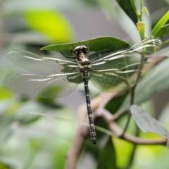 Eusynthemis guttata at Cotter River, ACT - 26 Nov 2018